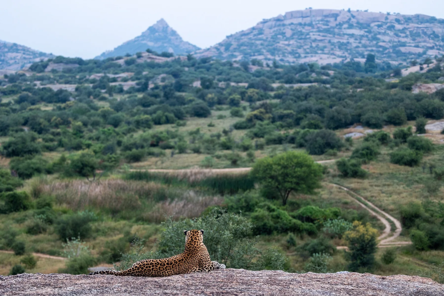 Wild Indian leopard perched atop ancient granite boulders overlooking the Jawai conservation landscape
